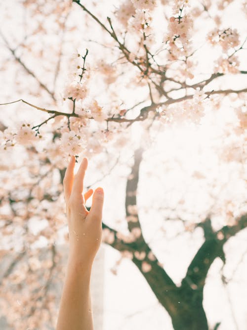 Hand Reaching to Touch Flowers on a Cherry Blossom Tree 
