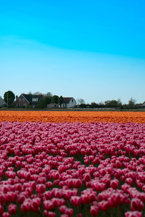 Gratis Fotos de stock gratuitas de campo, campo de tulipanes, flora Foto de stock