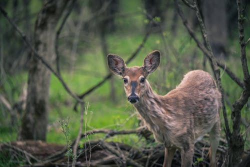Close-Up Shot of a Deer in the Woods 