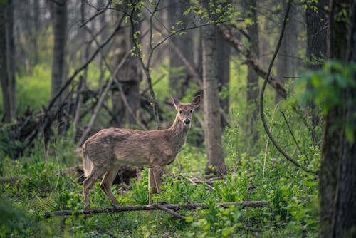 ağaçlar, geyik, hayvan içeren Ücretsiz stok fotoğraf
