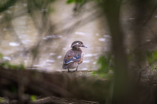 Free Brown and Blue Duck on the Riverside Stock Photo