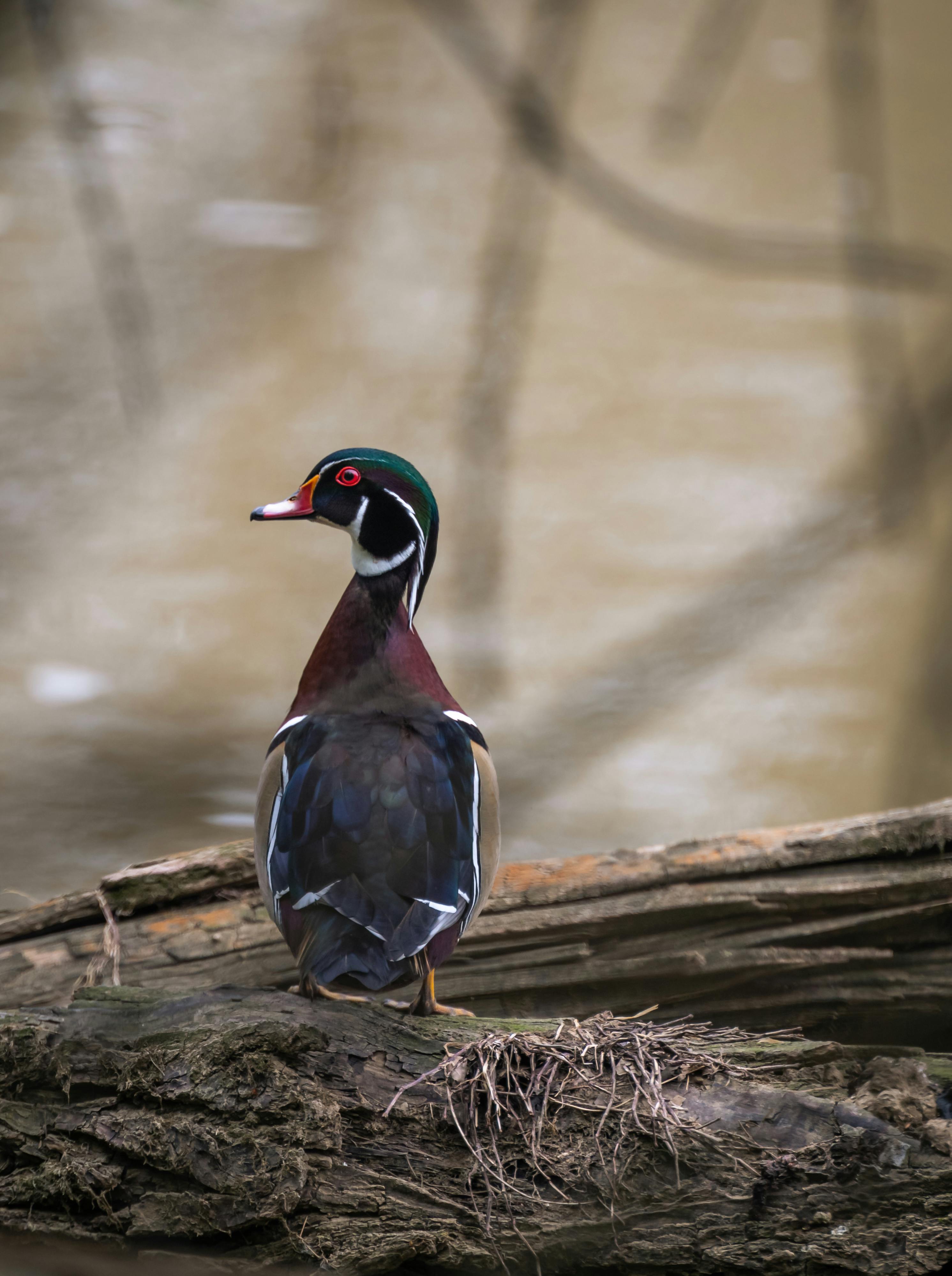 Wood Duck Wallpapers  Top Free Wood Duck Backgrounds  WallpaperAccess