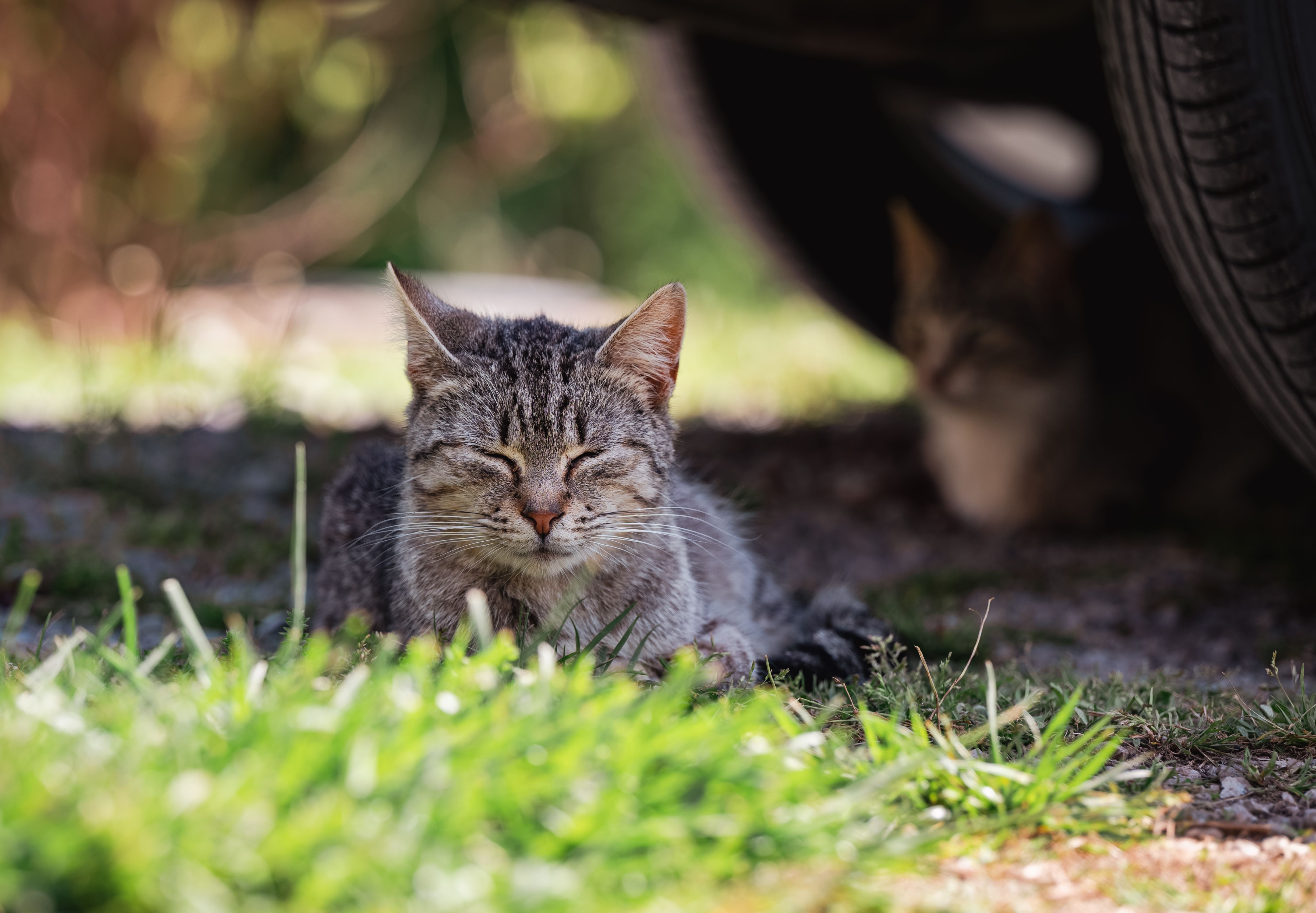 Brown Tabby Cat Lying on Green Grass · Free Stock Photo
