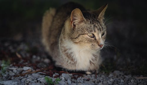 Free Brown Tabby Cat Sitting on Rocky Ground Stock Photo