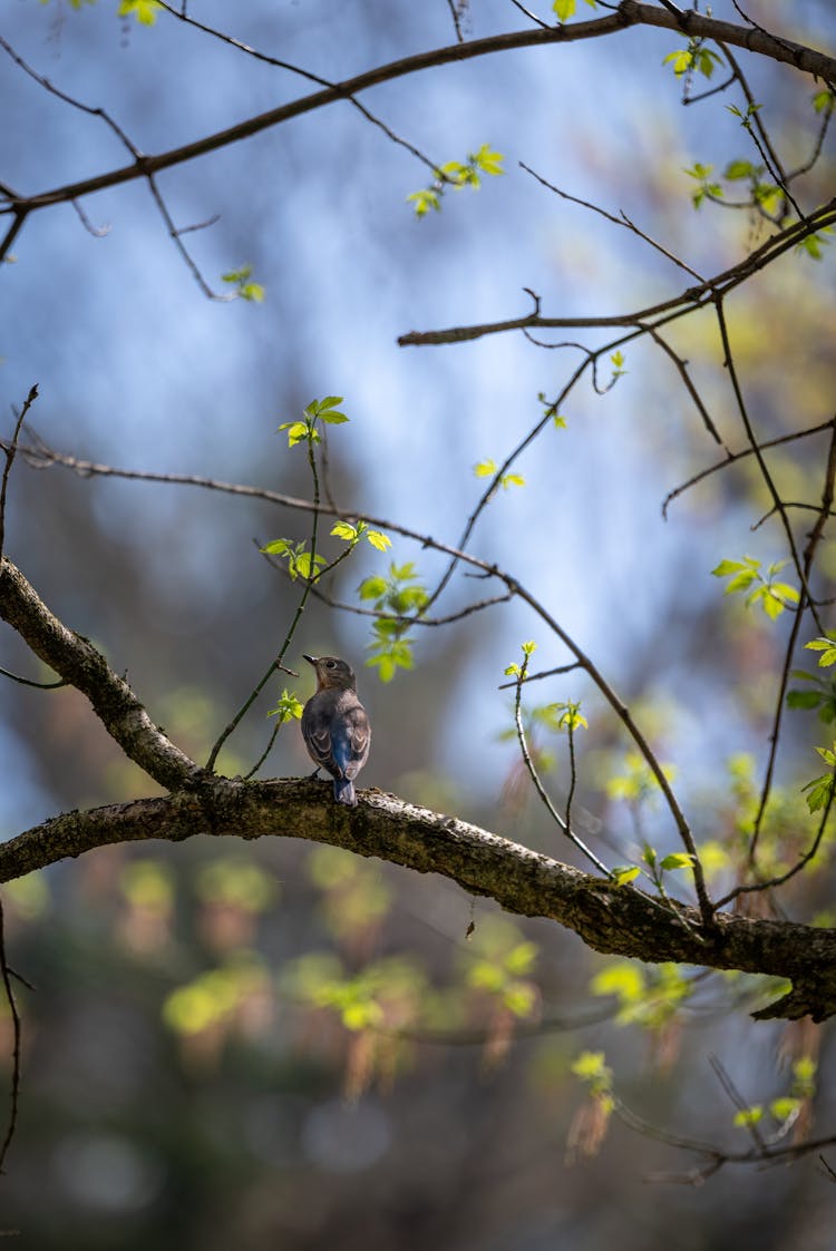 Bird Perched On Tree Branch