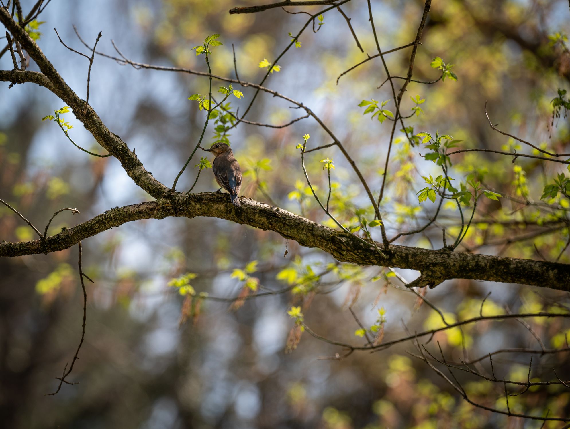 A Bird Perched on a Branch · Free Stock Photo