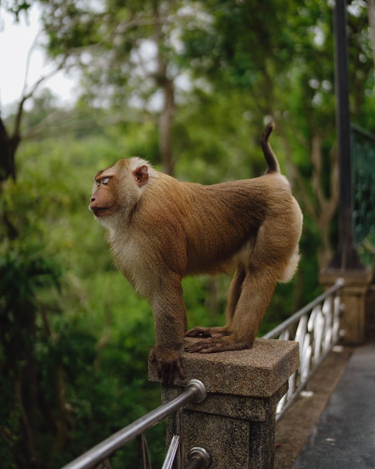 Small Monkey Standing On A Fence 