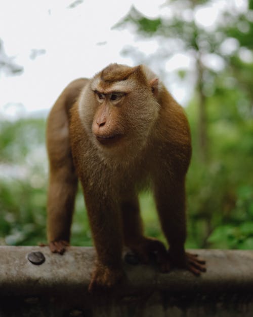 モンキー, 動物, 垂直ショットの無料の写真素材