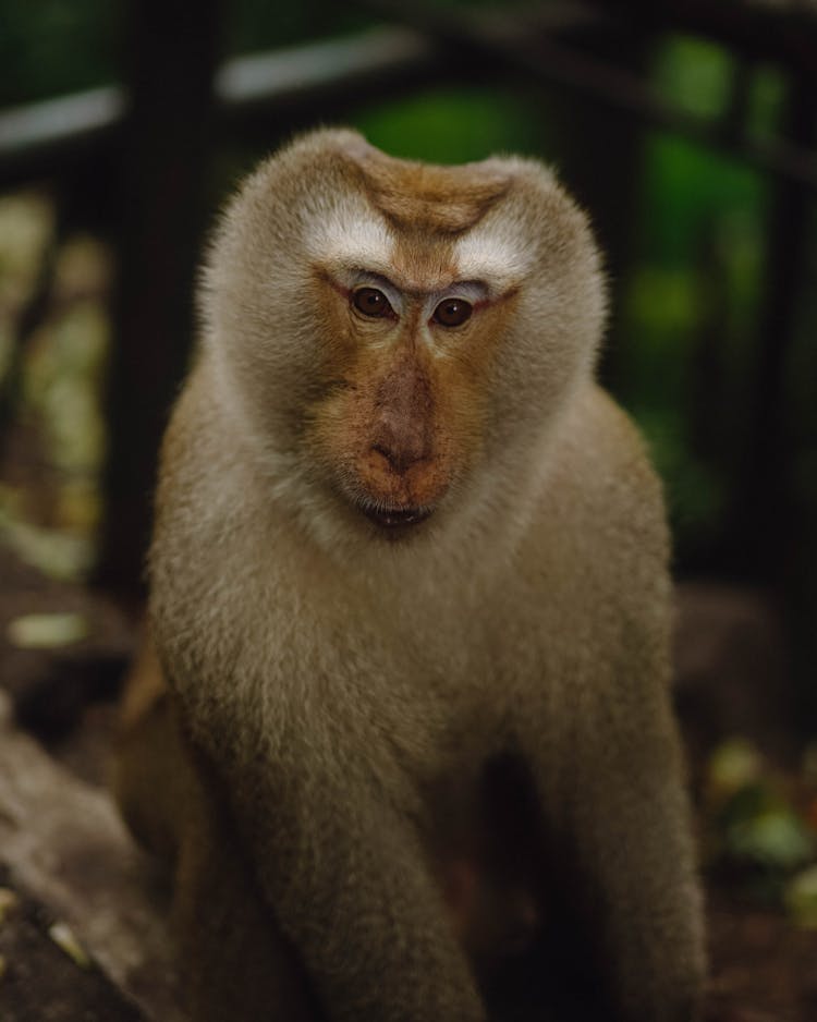 Portrait Of A Small Monkey