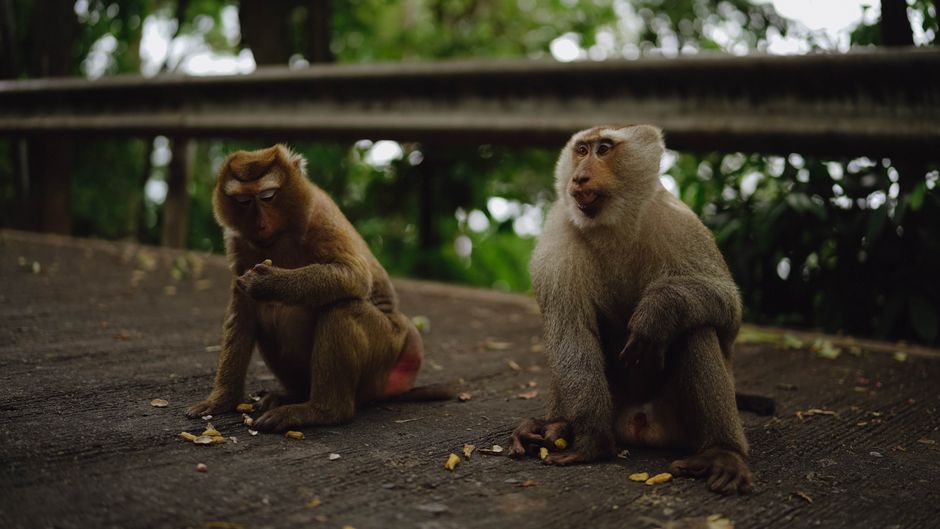 Two monkeys enjoy a moment on a forest path in Phuket, Thailand's lush greenery.