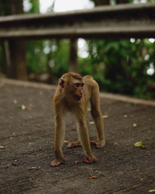 Ethical Considerations: Responsible Tourism in the Monkey Forest Ethical Considerations: Responsible Tourism in the Monkey Forest