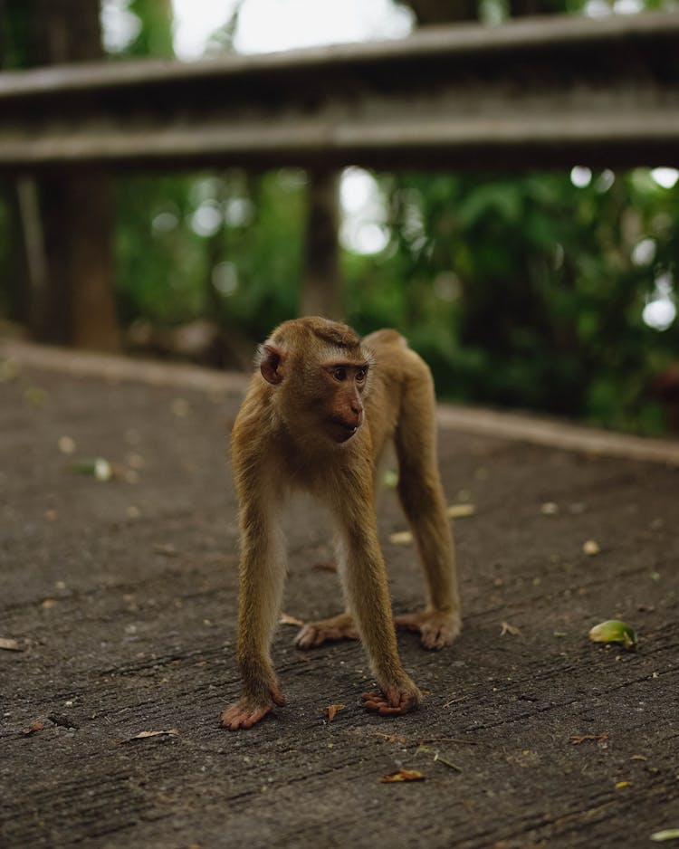 Small Monkey Walking On A Bridge