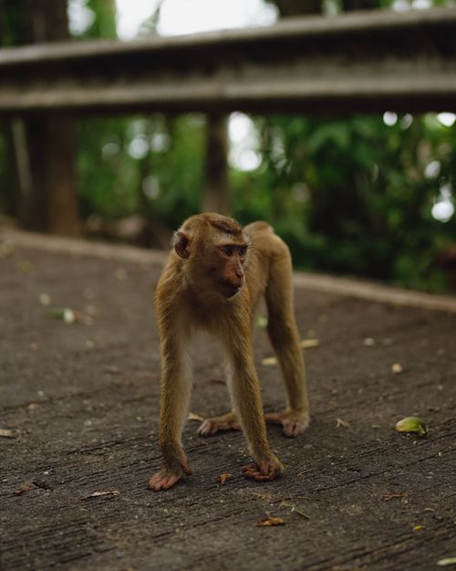 Free A small monkey stands on a road in a lush, natural setting in Phuket, Thailand. Stock Photo