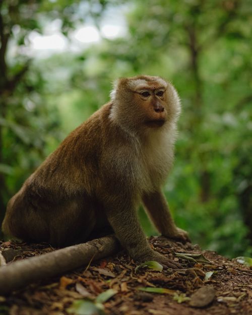 Free A macaque monkey sits on the forest floor in the greenery of Phuket, Thailand. Stock Photo