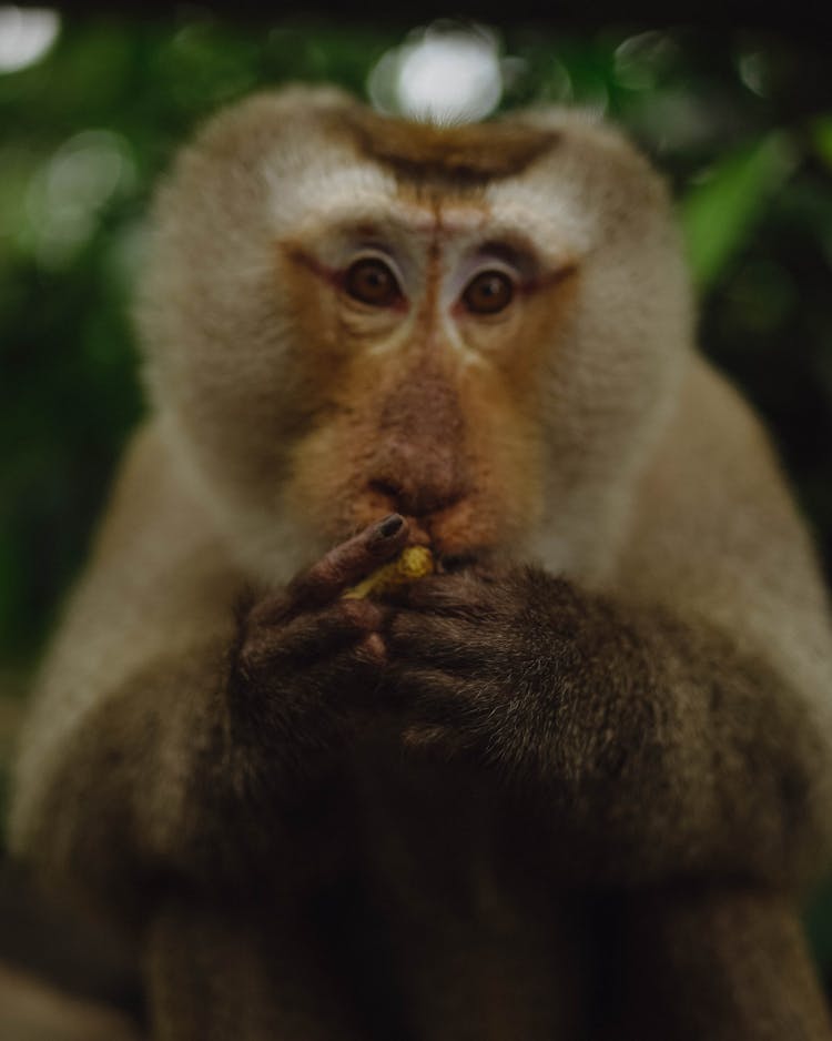 Monkey Eating A Peanut