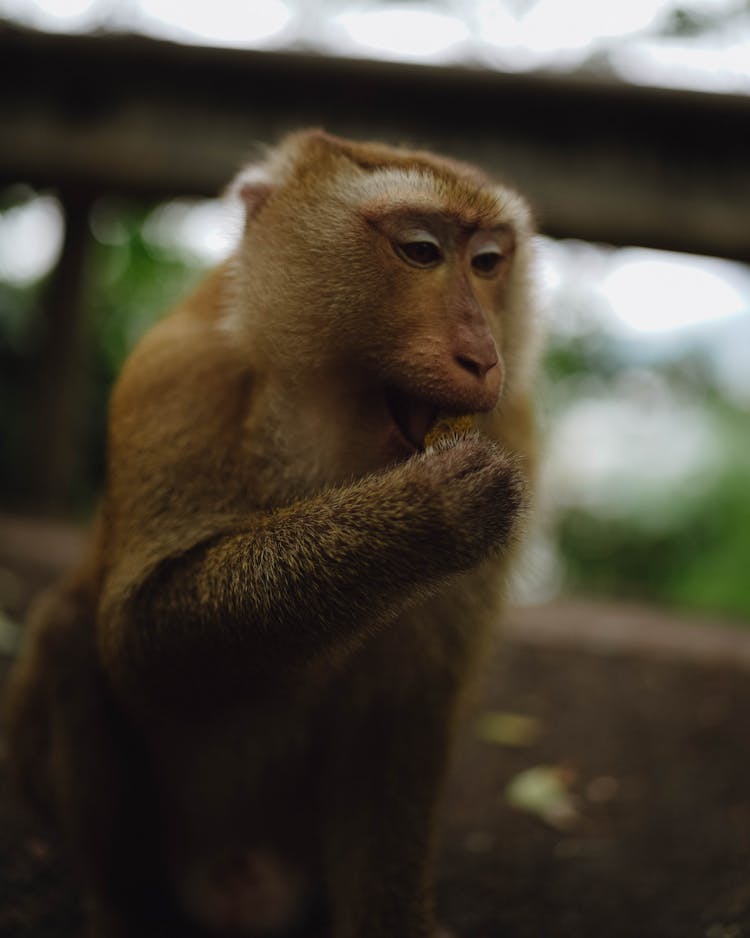 Small Monkey Eating