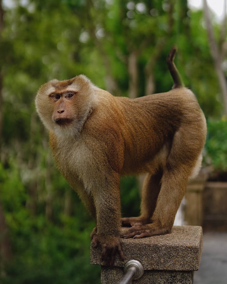 Small Monkey Standing On A Fence 