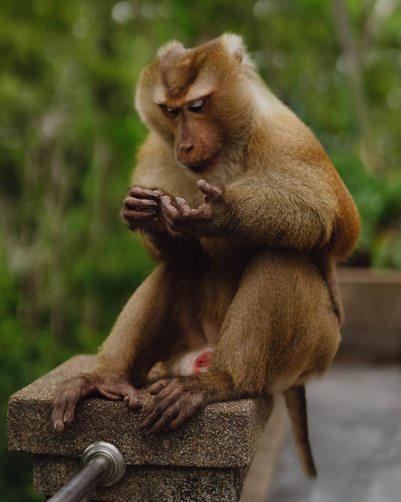 4.000+ melhores imagens de Macaco Pensando · Download 100% grátis ...