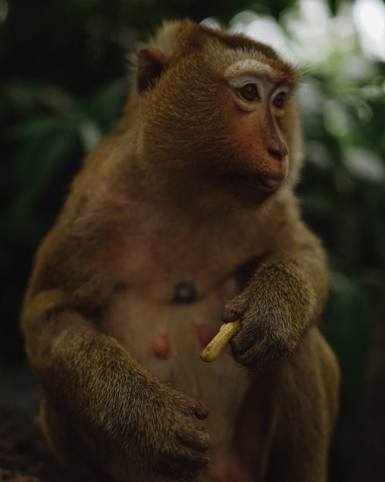 Small Monkey Holding A Peanut In Hand