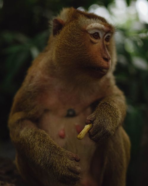 Free A close-up portrait of a monkey holding a snack in the lush Phuket jungle. Nature at its finest. Stock Photo