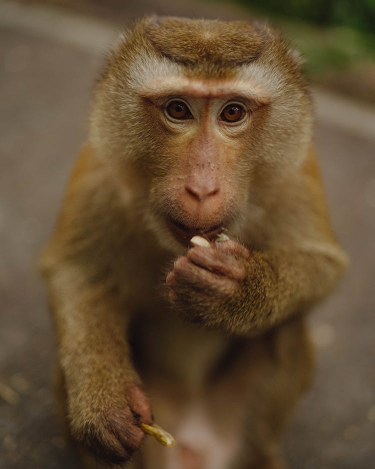 Monkey Eating A Peanut