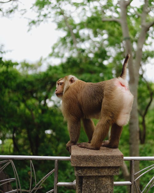 フェンス, モンキー, 動物の無料の写真素材