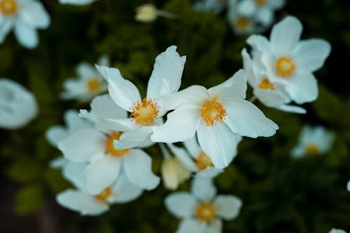 Beautiful White Flowers in Bloom