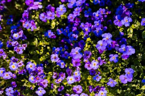 Free Close-up of vibrant purple rock cress flowers in full bloom, showcasing their delicate petals. Stock Photo