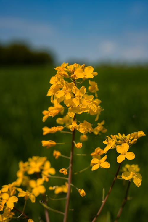 Yellow Flower Plant on Grass Field