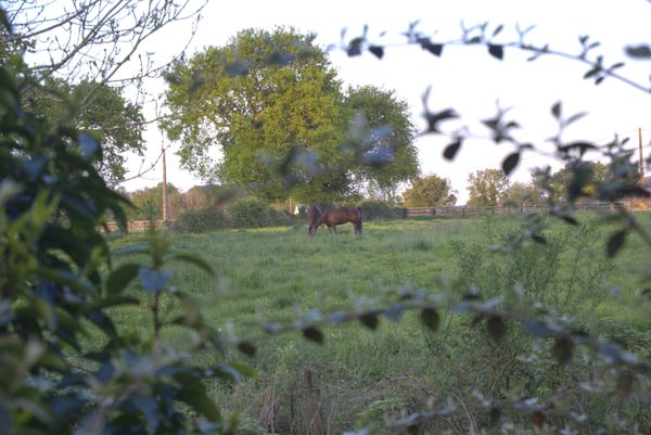 Cadre et cheval