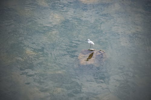 Безкоштовне стокове фото на тему «білий, вода, дика природа»