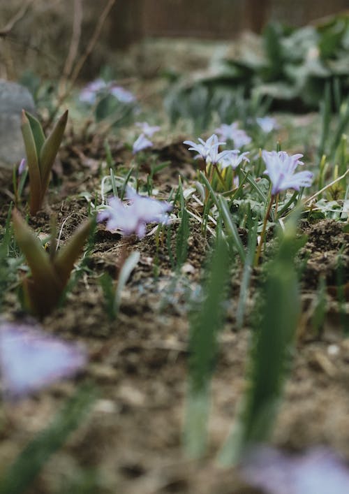 Gratis stockfoto met aarde, bloemen, buiten