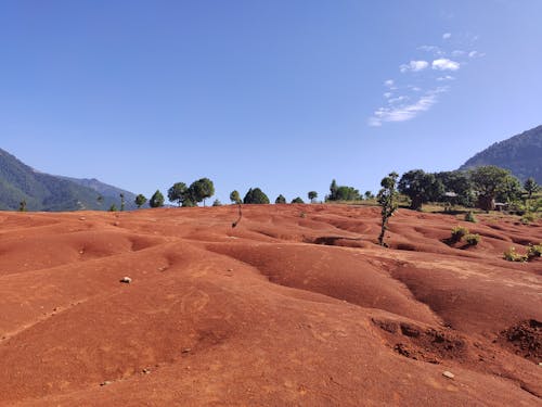 Foto profissional grátis de árvores, campo marrom, céu azul