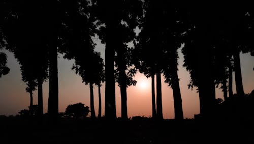 Silhouette of Trees in the Forest