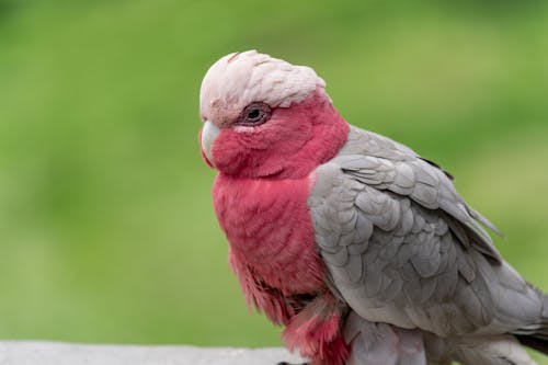 Close-Up Shot of a Cockatoo