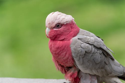 Kostenloses Stock Foto zu galah, kakadu, nahansicht