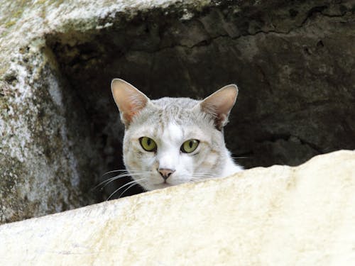 Foto d'estoc gratuïta de animal, bigotis, bufó