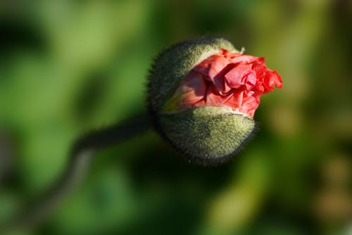 Beautiful Flower Bud in Close Up Photography