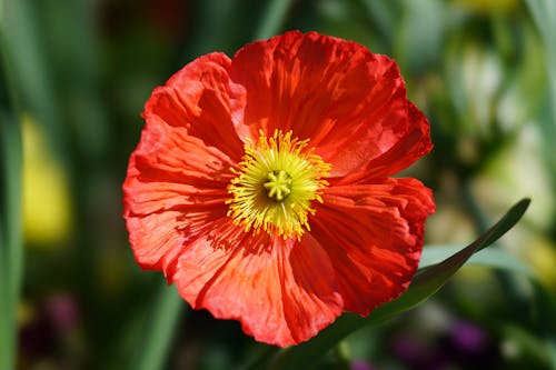 Kostnadsfri bild av blomfotografi, blomma, flora