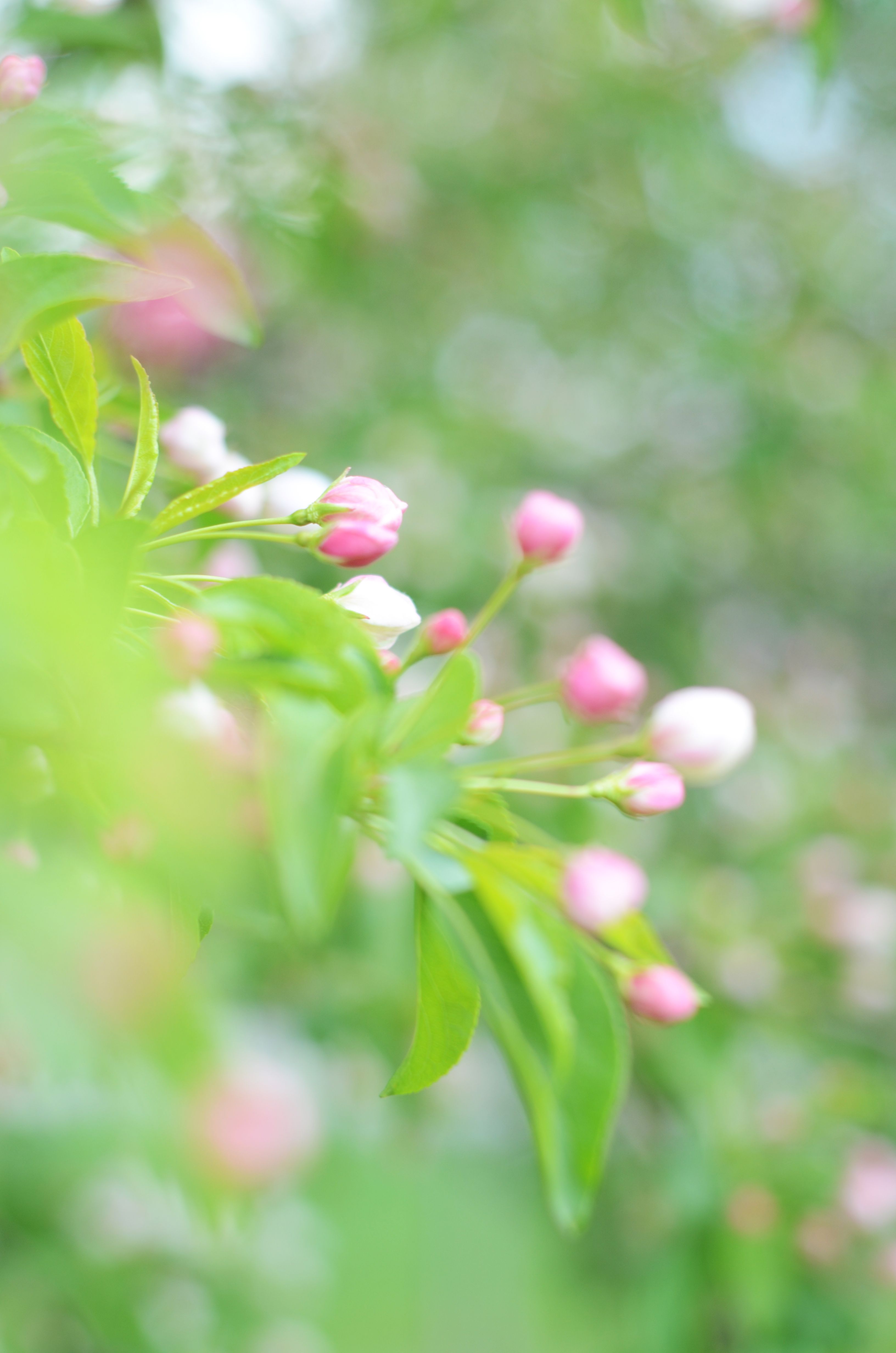 Pink Flower Buds with Green Leaves · Free Stock Photo