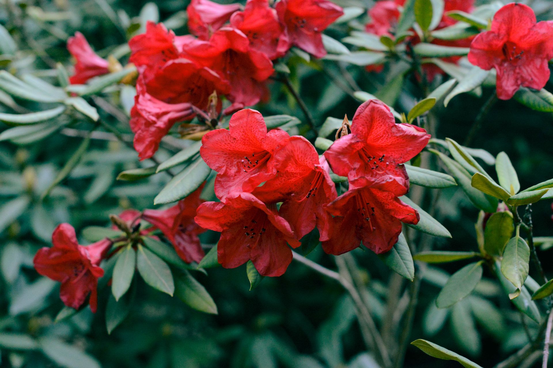 Close-up of vibrant red azalea flowers in full bloom, showcasing natural beauty.