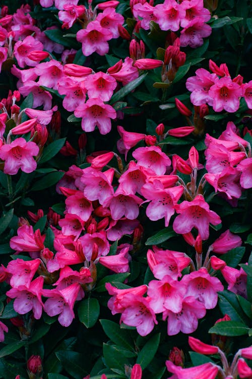 A Pink Flowers With Green Leaves