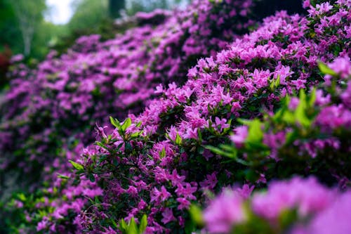 A Purple Flowers in Full Bloom