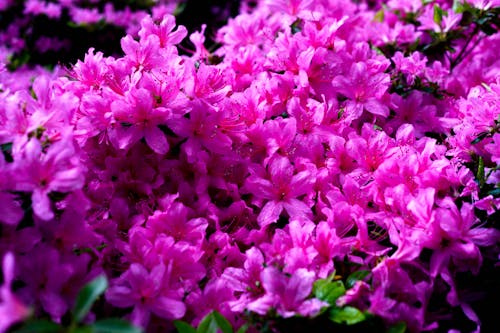 Close-Up Shot of Azalea Flowers in Bloom 