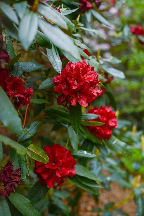 Red Flowers with Green Leaves 