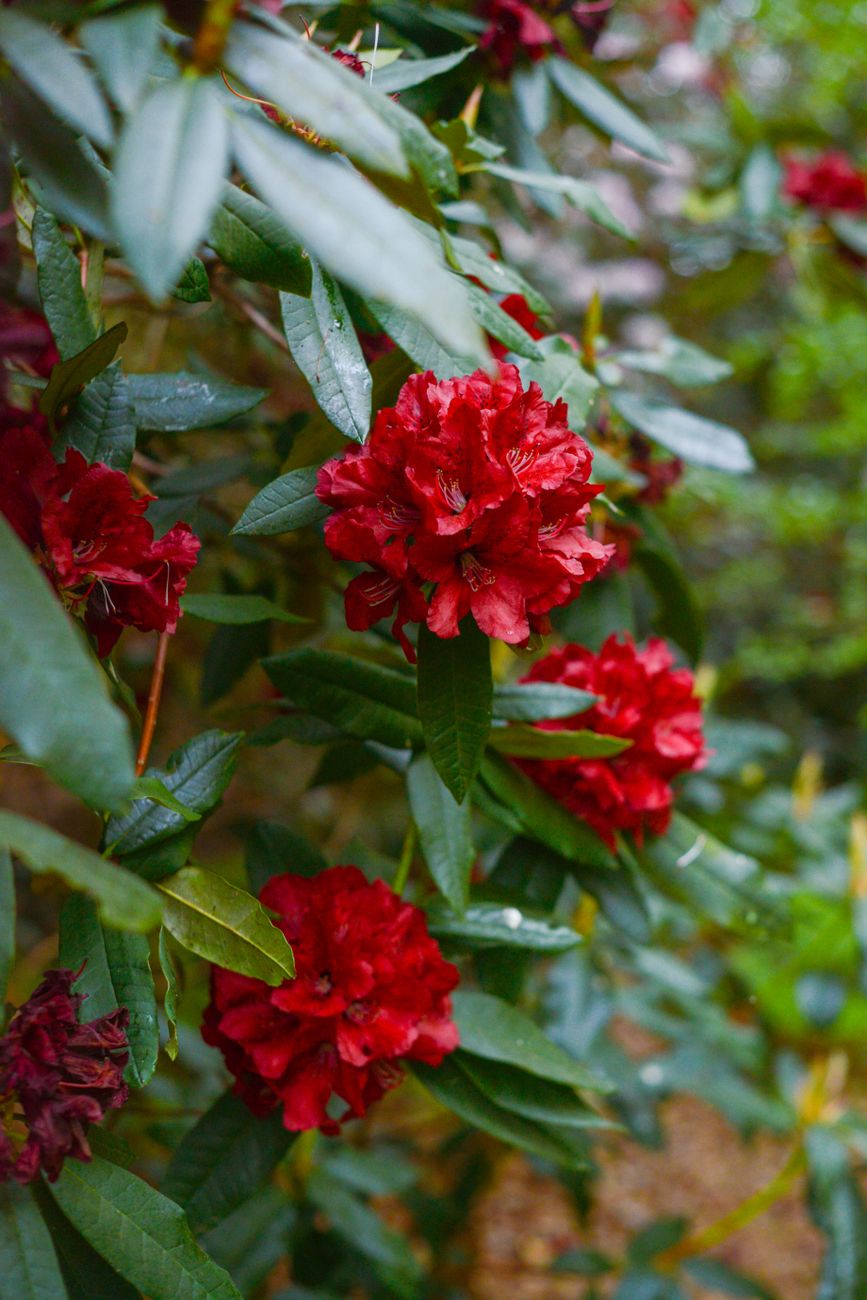 Rhododendron pruning before and after