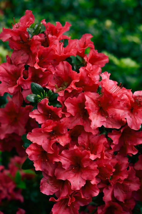 Azalea Flowers in Bloom