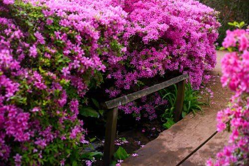 無料 シーズン, つつじ, ピンクの花の無料の写真素材 写真素材