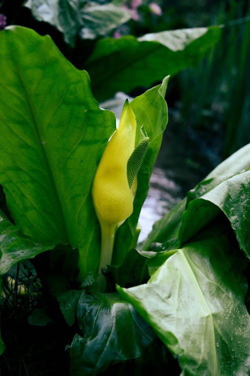 Ilmainen kuvapankkikuva tunnisteilla kasvi, kaunis, keltainen kukka