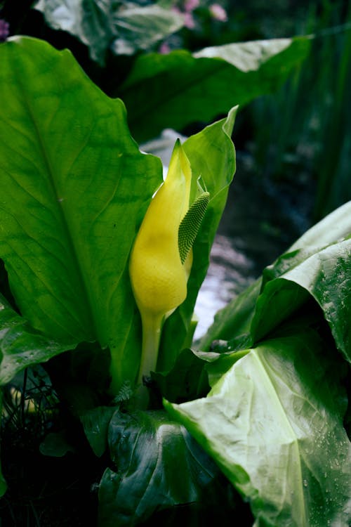 Western Skunk Cabbage Plant